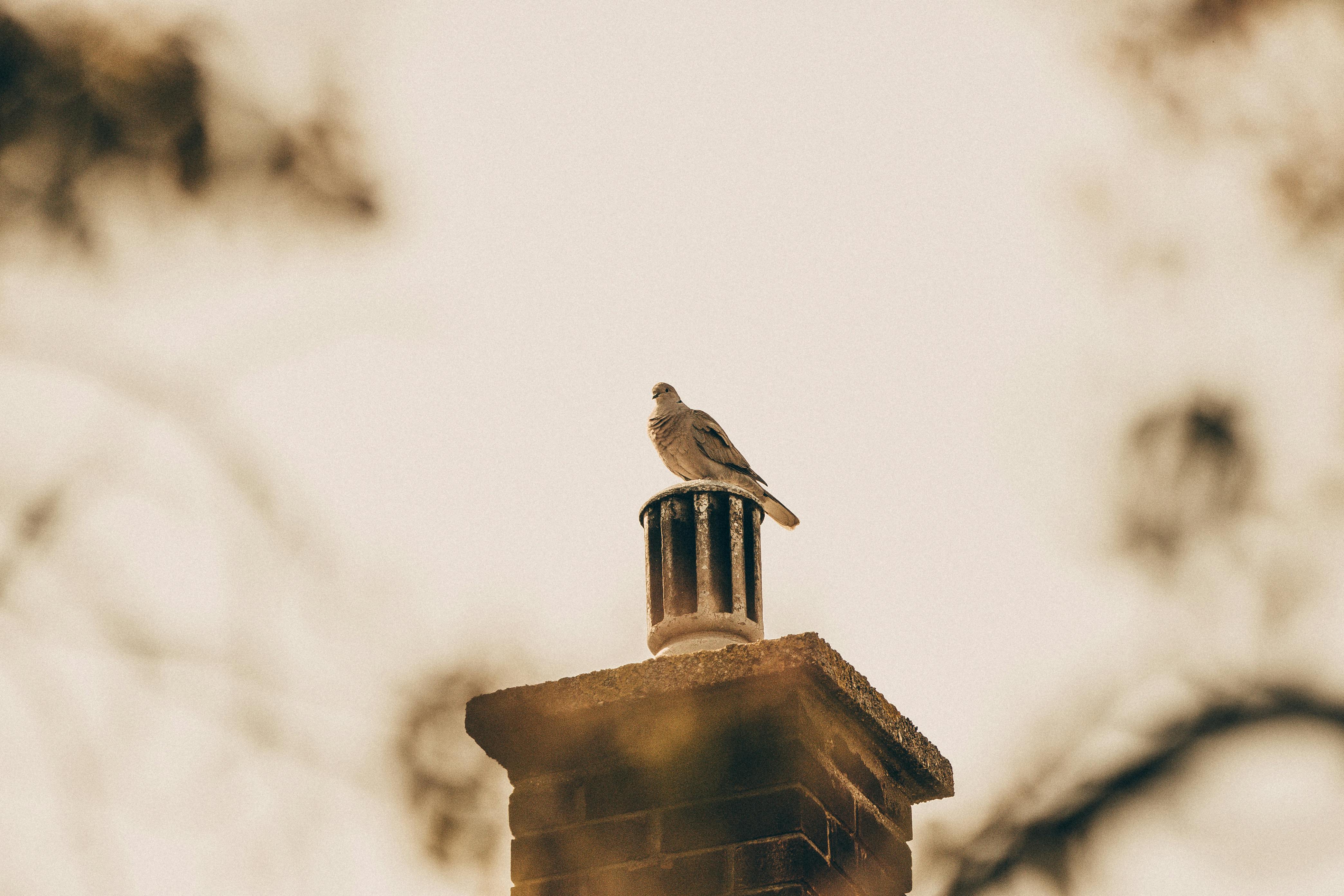 Expert Chimney Cap Installation in Gaithersburg, Maryland